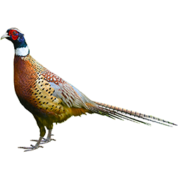 Mongolian ring-necked Pheasant